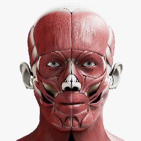 3D model Male Skeleton Muscular System